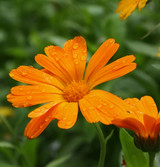 Fresh Organic Calendula