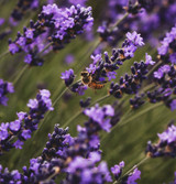 Fresh Organic English Lavender Flowers