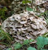 Fresh Maitake Mushroom