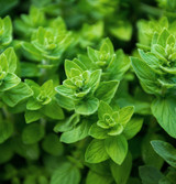 Fresh Oregano