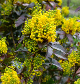 Fresh Oregon Grape2