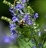 Fresh Organic Skullcap