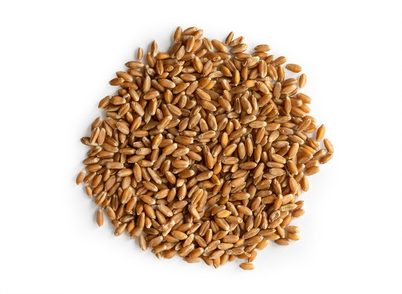 Wheatgrass Sprouting Seed